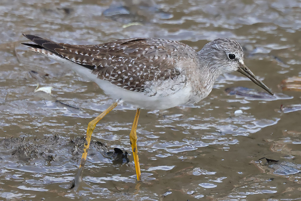 Lesser yellowlegs